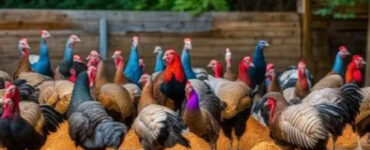 تغذیه بوقلمون؛ کلید موفقیت در پرورش صنعتی و محلی