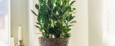 نگهداری برگ بو در خانه: گیاهی معطر که آشپزخانه‌تان را عطرآگین می‌کند