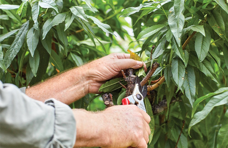 هرس درخت شلیل, زمان هرس هلو و شلیل