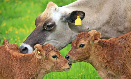 سیلیکات پتاسیم خوراک دام, سیلیکات پتاسیم در طیور