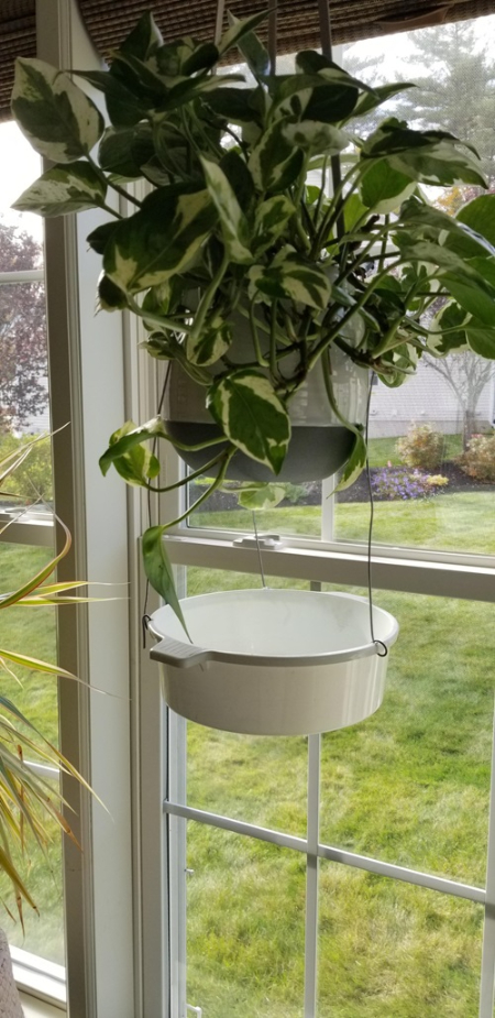 نگهداری گیاهان آویز, آبیاری گیاهان آویز