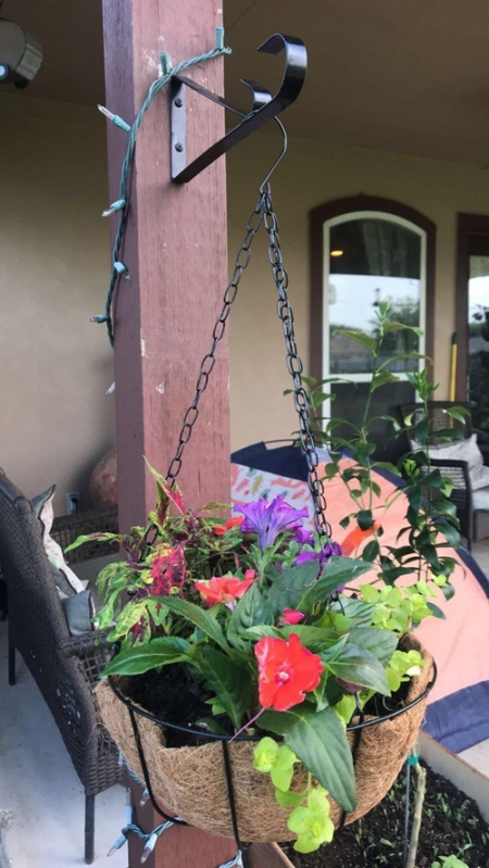 نگهداری گیاهان آویز, آبیاری گیاهان آویز