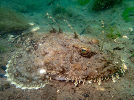 قلابچه ماهی, ماهی قلابچه