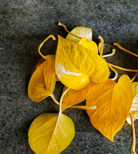 چرا برگ‌های پتوس شما زرد می‌شوند؟ راه‌حل‌های ساده برای نجات گیاه!