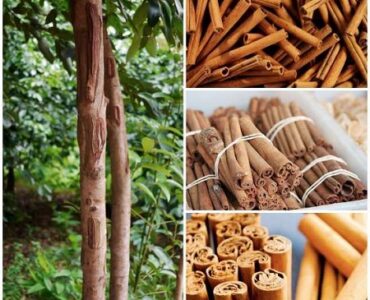 آشنایی با نحوه رشد و مراقبت از درخت دارچین