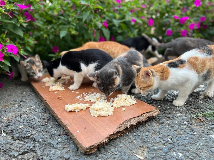 افزایش جمعیت موش‌ها در تهران؛ راهکار محیط زیست چیست؟