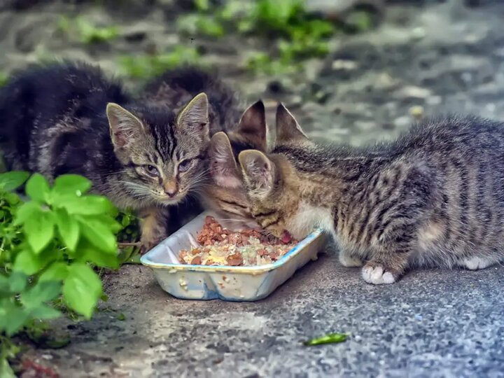 افزایش جمعیت موش‌ها در تهران؛ راهکار محیط زیست چیست؟