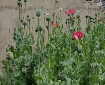 امحای ۱۲۰۰ بوته خشخاش در روستای چمن سوخته شهرستان بویراحمد 