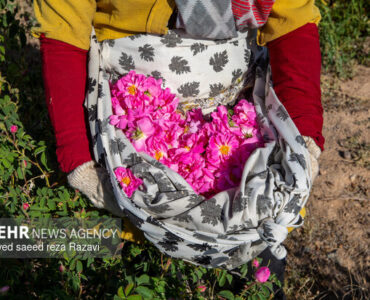 برداشت گل محمدی از باغ‌های اردیبهشتی کاشان
