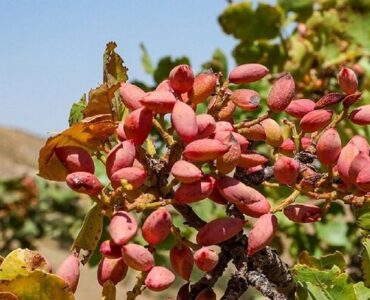 تهران سبزتر می شود؛ جهش بی‌سابقه باغداری در سایه کم‌آبی