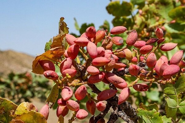 تهران سبزتر می شود؛ جهش بی‌سابقه باغداری در سایه کم‌آبی