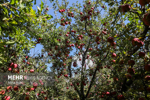 تهران سبزتر می شود؛ جهش بی‌سابقه باغداری در سایه کم‌آبی