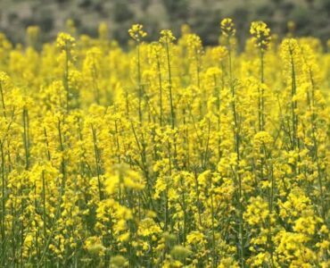 توسعه کشت کلزا در میامی با ۳۰۰هکتار؛ پیش‌بینی برداشت ۷۰۰تن دانه روغنی