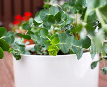 راز داشتن اکالیپتوس سالم و پرپشت در گلدان + ترفندهای مهم