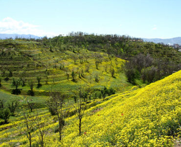 رستاخیز سبز در قلب زاگرس؛ تیمارِ زخمِ زمین با ۷ میلیون «نهال امید»