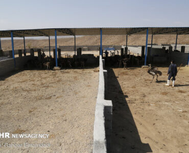 قوامی: پروژه پرورش شترمرغ در رویین اسفراین اجرا نمی‌شود