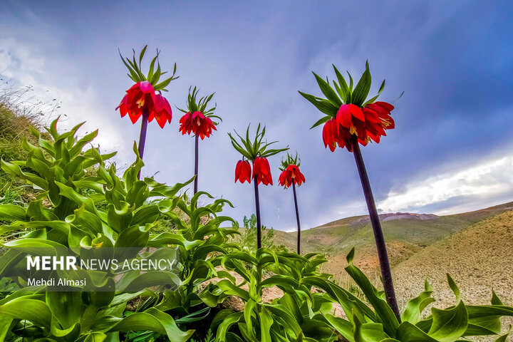 لاله‌های واژگون زاگرس در خطر؛ طبیعت ایلام چشم به راه مهربانی است