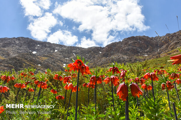 لاله‌های واژگون زاگرس در خطر؛ طبیعت ایلام چشم به راه مهربانی است