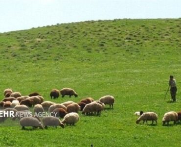 مراتع ایلام زیر سایه فقر؛فشار دام و خشکسالی علل اصلی هستند