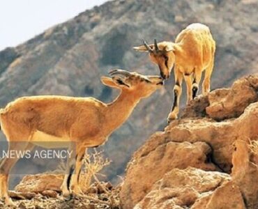 تشدید برخورد با شکار و فروش نوزادان حیات وحش در خراسان جنوبی