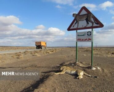 توران در آستانهٔ یک تراژدی جاده‌ای؛ «هلیا» و توله‌ها در کریدور مرگ