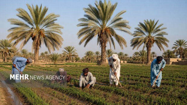 فرهنگ همیاری اجتماعی؛ میراث انسانی مردم سیستان