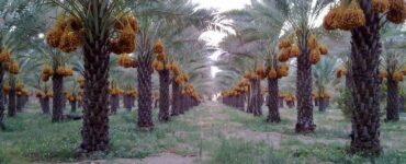 خرمای زاهدی طلحه دشتستان ثبت جهانی شد