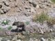 نجات خرس قهوه‌ای گرفتار در فنس باغ انگور منطقه حفاظت‌شده دنا