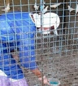 واکسیناسیون دام و طیور در دورافتادهترین روستای حمیل واکسیناسیون دام و طیور در دورافتادهترین روستای حمیل