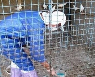 واکسیناسیون دام و طیور در دورافتاده‌ترین روستای حمیل