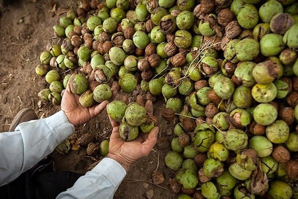 جشنواره‌ای برای «طلای سبز» لرستان/سوغاتی برای همنشینی با عسل ناب